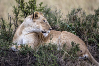 Sunday, July 30 - Safari-Maasai Mara