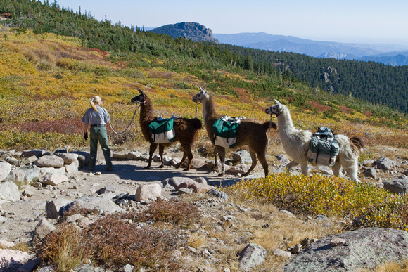 Llamas are used by the rangers to transport supplies and haul out waste from backcountry toilets
