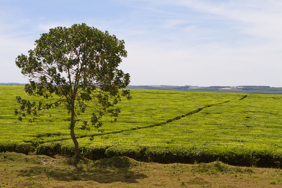 Tea plantation en route from Kitale to Maasai Mara