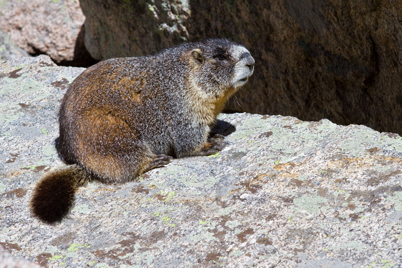 Friendly Marmot at Chasm Lake
